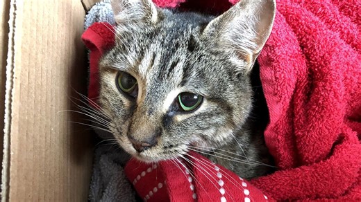 My barn cat got run over by a car