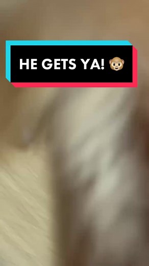 Hilarious Monkey Attack Reaction Video | Laugh out Loud