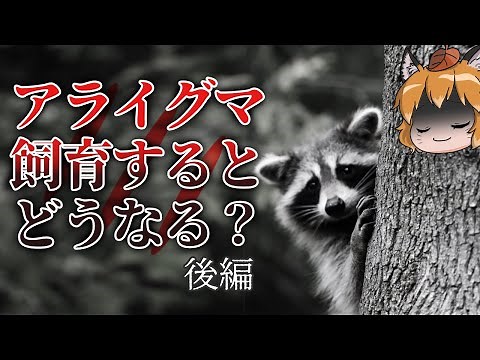 【ゆっくり解説】アライグマを飼育するとどうなる？壮絶な飼育記録（後編）