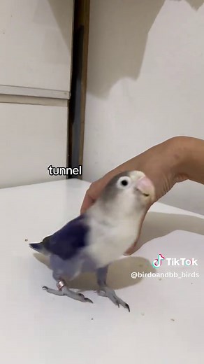 Bird Tricks Compilation: Birdo and BB's Best Skills