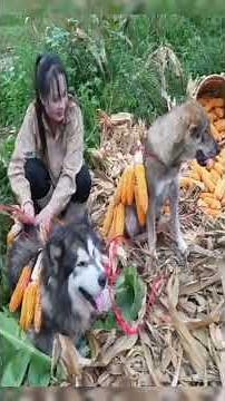 Harvesting Corn in Village Life | My Two Dogs Stole the Show 🐕🌽