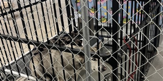 After passing re-inspection, Salina Animal Shelter looks to regain community’s trust