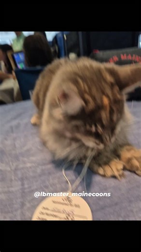 Casa do Bartolomeu de Cúmplices de um Resgate on Instagram: "CACJ BIV e NOM L.B. Master Kiara ❤️ Somos especializados na raça maine coon há 23a. Nos sigam para conhecer nosso trabalho com essa raça maravilhosa! @lbmaster_mainecoons Para informações whats 11 9 9918 3438 We breed maine coons since 2002. Follow us to know our cats ♥️ @lbmaster_mainecoons Cel Phone +55 11 9 9918 3438 #mainecoons #mainecoonsofinstagram #lbmaster_mainecoons #glorialinares"