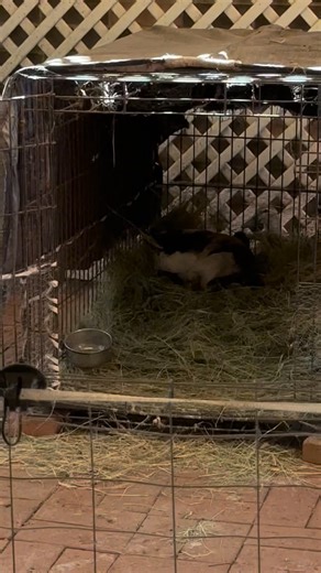 Look at this boy - my Drake, Mr Gold, covering up the eggs 殺 I...