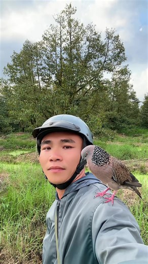 Dẫn Đệ Đi Dạo - Trại Chim Cu Gáy Thả