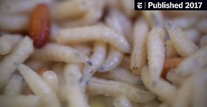 Maggot to Blowfly: Ready for Its Close-Up