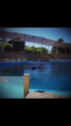 Understanding the Life of Orcas in Captivity