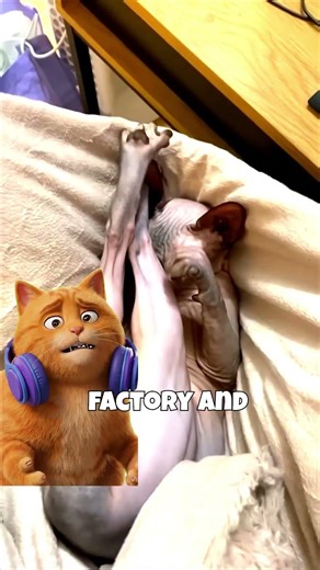 Cat Physics Engine CRASHED 💀🐱