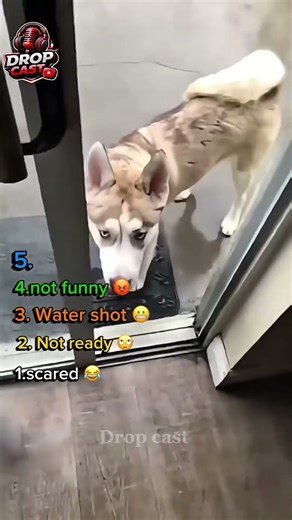 Not funny dog videos #dog #dogvideos