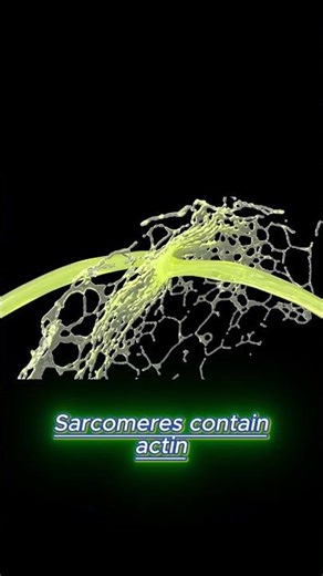 Skeletal Muscle Structure Explained | From Fiber to Filament