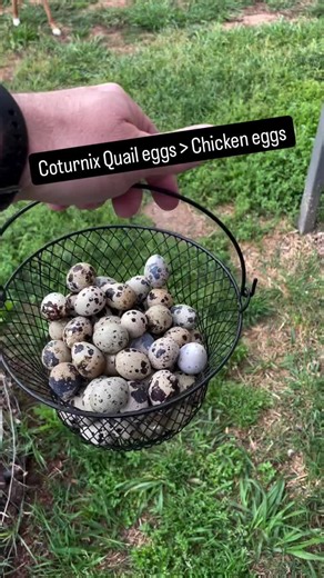 Quail eggs