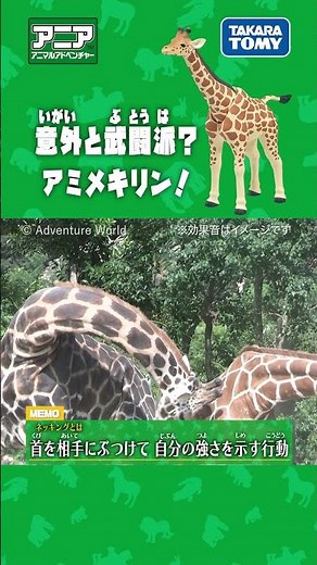 【アニア研究所】 意外と武闘派!?アミメキリン! #アニア #タカラトミー #shorts #アドベンチャーワールド