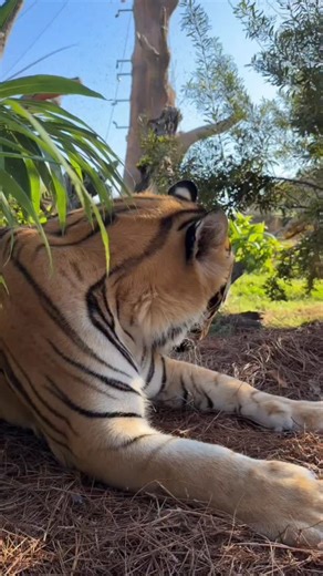 Taking it easy this morning, Tigers. A bath, a walk: you know, self-care. It’s important. | Mike The Tiger LSU