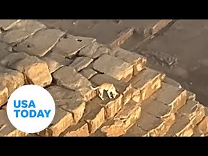 Paraglider films dog that climbed to top of Great Pyramid of Giza | USA TODAY