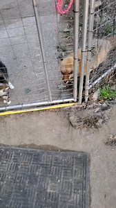 797K views · 10K reactions | How to walk a fox 力 | Saveafox Corporation | Facebook