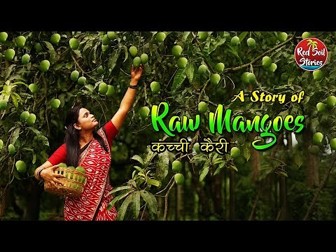 Raw Mango Recipes -Traditionally made | Maharashtra Traditional Life | Red Soil Stories | Pickles