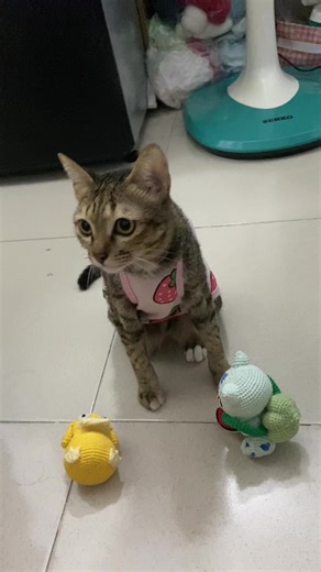 Mẹ Bắt Học Nhờ Clip Mèo Thông Minh