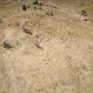 555K views · 381 reactions | It is impossible for deer to escape from alligators part 1 | OP Gaming | Facebook