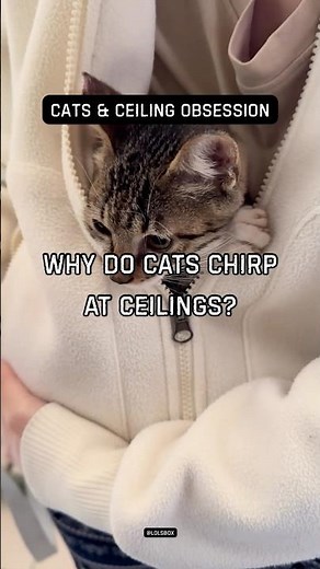 Why do cats chirp at ceilings? Hunting reflex activates.
