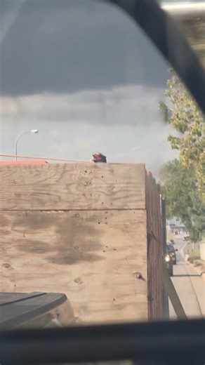 222K views · 3.7K reactions | #pheasant #pheasantfarm #pheasants #southdakotafarm #southdakotafarmer #chineseringneckpheasants #ringneckroosters | Haas Pheasant Farm LLC | Facebook