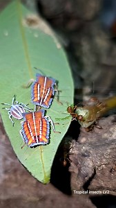 1M views · 6.1K reactions | Chiến binh hóa học" Tessaratoma papillosa " phản công kiến lửa bằng "bom" khí độc!  | Bùi Văn Tuấn | Facebook