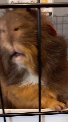 tonytheguineapig on TikTok