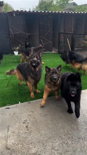 67K views · 3.1K reactions | Fun time 朗朗 | Lana Alexia | Facebook