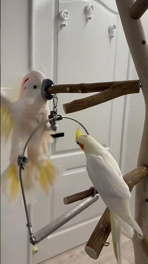 I’m taller than you are. #parrot #cockapoo #cockatoo #birds