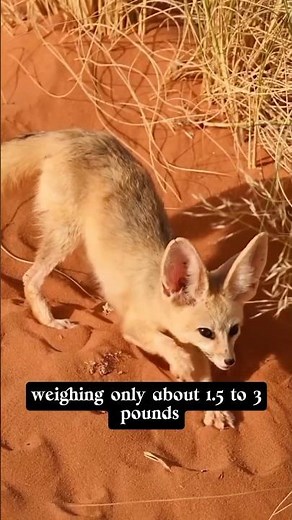 5 Fennec Fox Facts