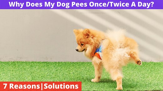 My Dog Pees Only Once Or Twice A Day [7 Reasons | Solutions]