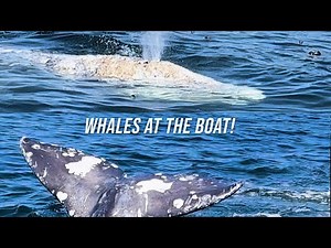 Depoe Bay Whale Watching with Dockside Charters! #whale #depoebay