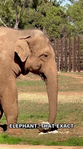 Elephants Call Each Other By Name In The Wild #Shorts