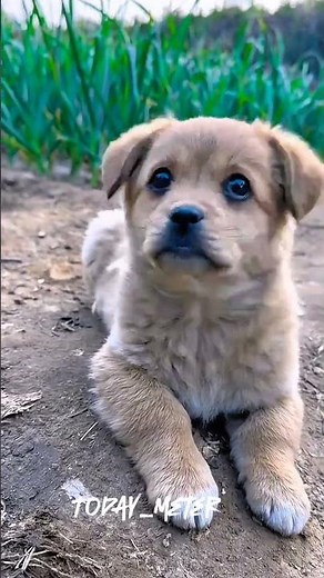 Puppy and Big Dog Transformation