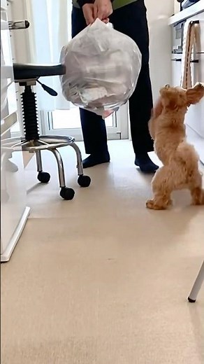 【マルプー犬のマリモ】自己主張全開 #犬のいる生活