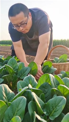 🌱 Fresh Farm Harvesting | Amazing Vegetable Farming & Natural Agriculture Process 🥬