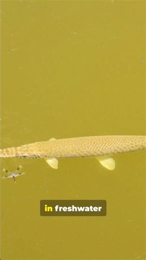 swamp puppies episode 7 (Florida Gar)