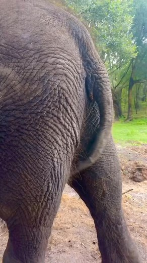 50K views · 1.6K reactions | Love this big girl! #Elephant #ElephantGirl #MyBestFriendIsAnElephant #multispeciesherd #AnimalWelfare #AnimalLover #SaveTheSpecies #ElephantsOfTikTok #InterSpeciesFamily #ElephantLover | silk elephant44 | Facebook