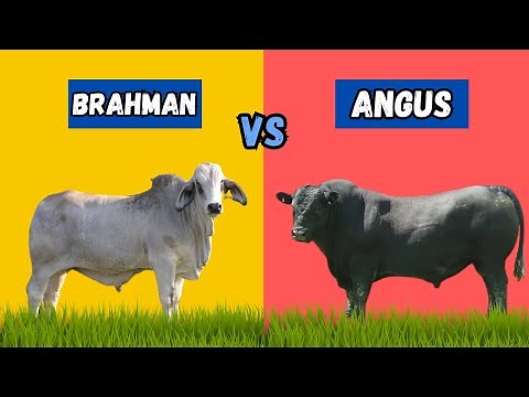 Brahman vs Angus the Best Cattle for Meat Production
