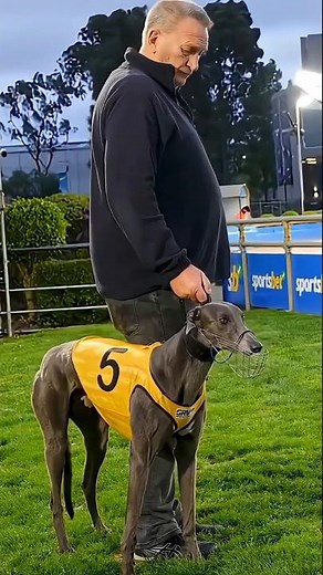 Greyhounds Run SO FAST? 🐕