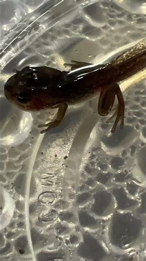From tadpole to tree frog! 🐸