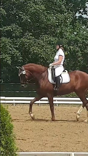 Ausgeglichenes Jungpferd bewegt sich voller Eleganz bei feiner Bodenarbeit 🐴 #shorts