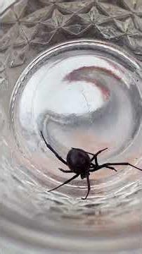 Relocate or pet Black Widow Spider