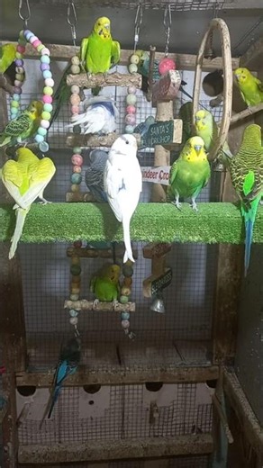 “How to Keep Your Budgie Happy and Healthy 🪶”