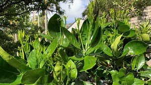Are Eggshells Good for Citrus Trees? | 5 Benefits for Juicy Lemons and Oranges - Eco Family Life