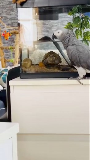 Lingo et la tortue c’est une grande histoire d’amour si vous pourriez donnez un titre à cette vidéos sa serait quoi ? 🥰 #birds #parrot #animals #cute #funny | Lingo Cuute