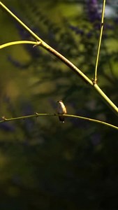 42 reactions | Tiny but mighty, hummingbirds are one of nature’s most...