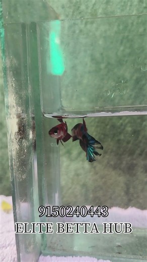 RED GALAXY BETTA |for sale |low prices |premium quality|ELITE BETTA HUB#bettafish#fish#bettasales
