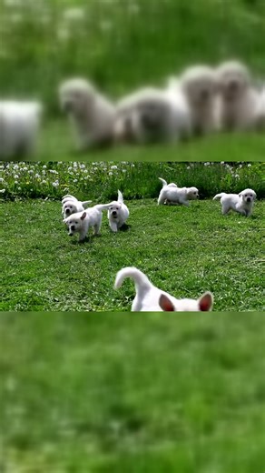 puppies running and playing