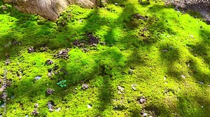 Sun rays on a moss background. Texture of moss. Moss growing near the tree. The ground covered with green moss in the forest.