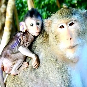 2K views · 30 reactions | Million pity poorly baby when got hand h-u-r-t #babymonkeys | Avata Monkey II | Facebook
